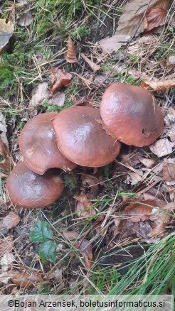 Suillus luteus