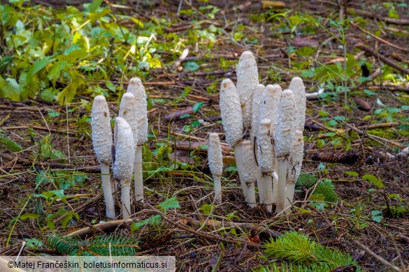 Coprinus comatus
