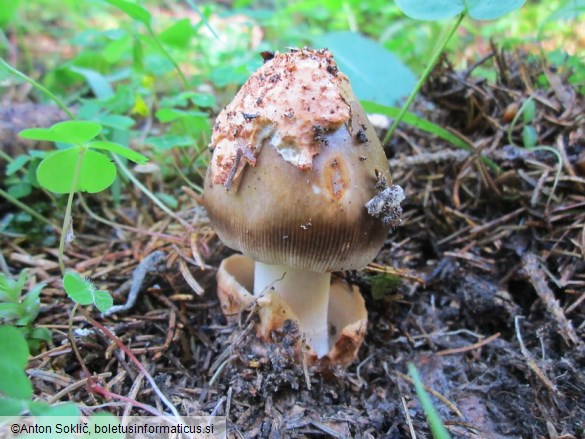 Amanita ochraceomaculata