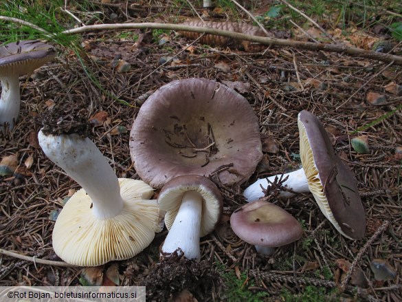 Russula cavipes