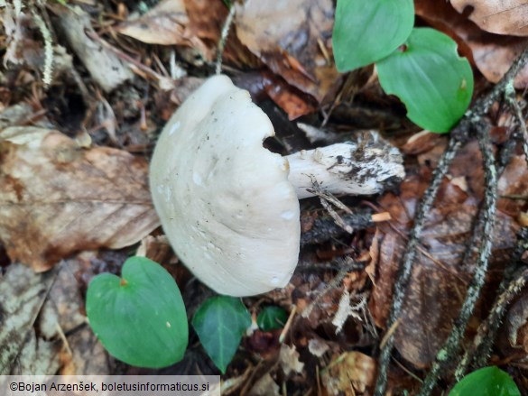 Calocybe gambosa