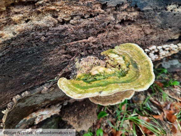 Trametes gibbosa