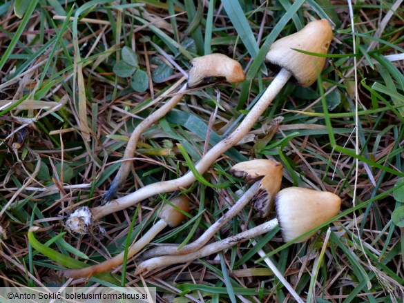 Psilocybe semilanceata