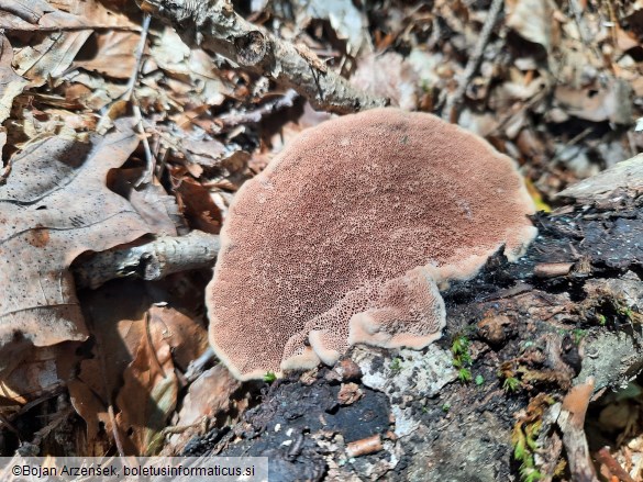 Hapalopilus nidulans