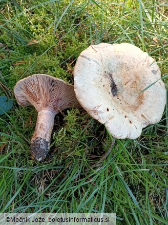 Lactarius sanguifluus