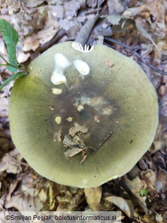 Russula aeruginea