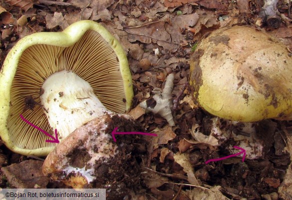 Calonarius prasinus
