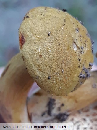 Pseudoboletus parasiticus