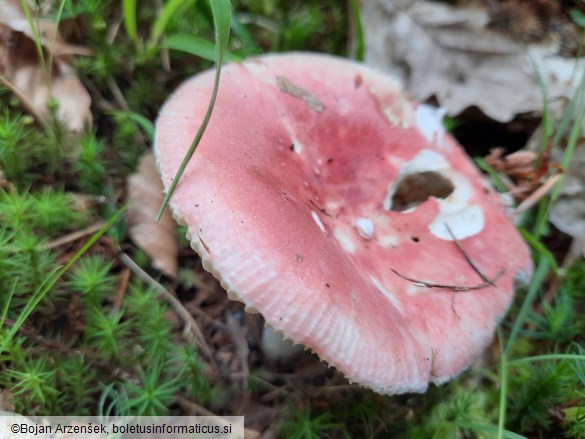 Russula silvestris