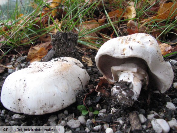 Agaricus bitorquis