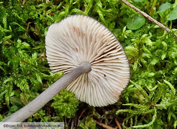 Entoloma violaceoserrulatum