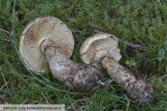 Cortinarius mussivus