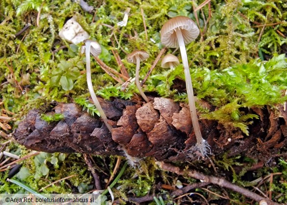 Mycena leptocephala