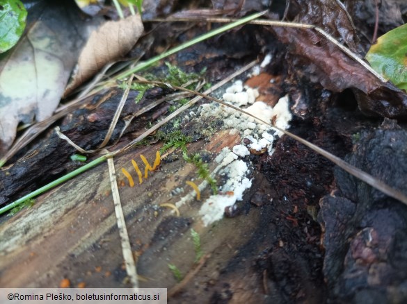 Calocera cornea