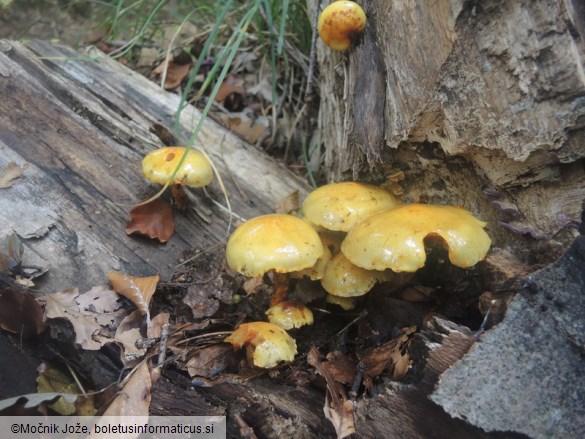 Pholiota limonella