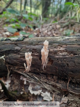 Artomyces pyxidatus