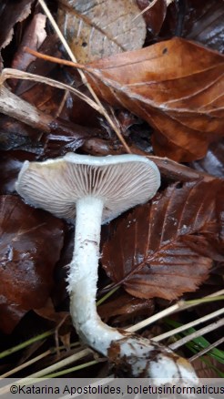 Stropharia caerulea