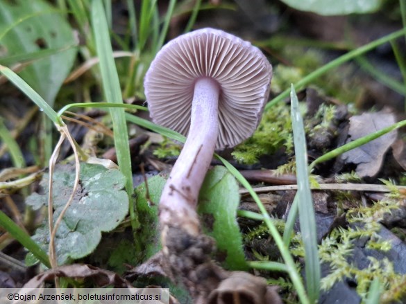 Inocybe geophylla var. lilacina
