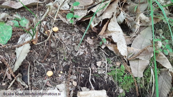 Cantharellus cibarius