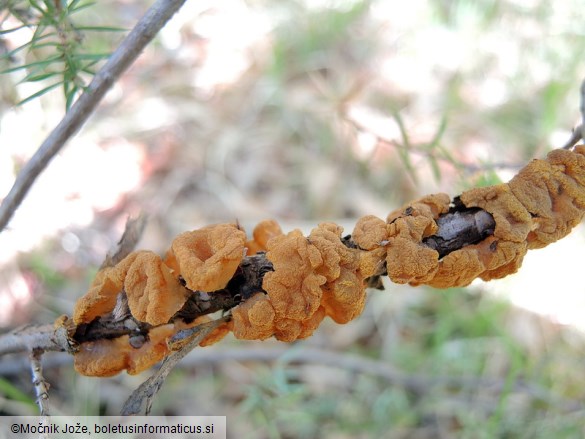 Gymnosporangium tremelloides