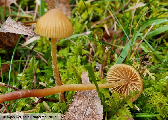 Galerina vittiformis
