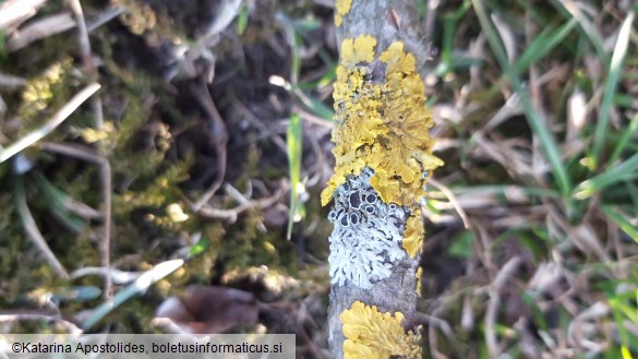 Xanthoria parietina