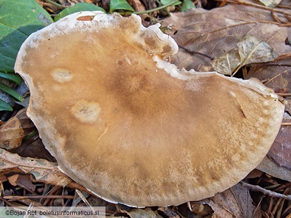 Atractosporocybe inornata