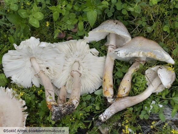 Leucoagaricus americanus