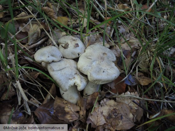 Tricholoma pardinum