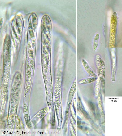 Allophylaria byssacea