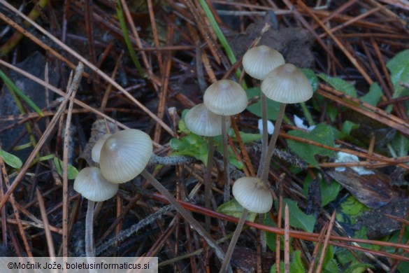 Mycena amicta