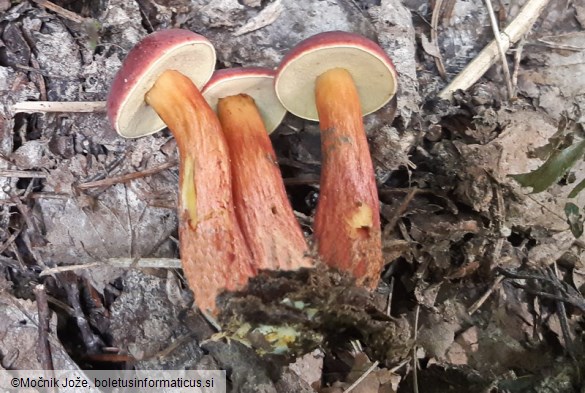 Hortiboletus rubellus