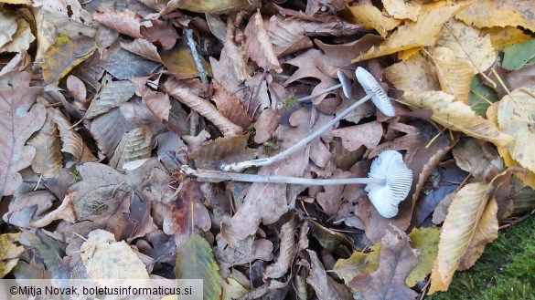 Mycena polygramma