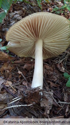 Megacollybia platyphylla