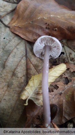 Mycena pura