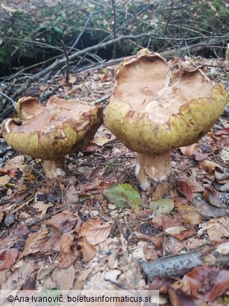 Boletus edulis