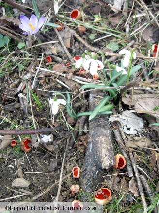 Sarcoscypha coccinea