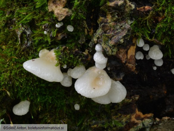 Crepidotus mollis