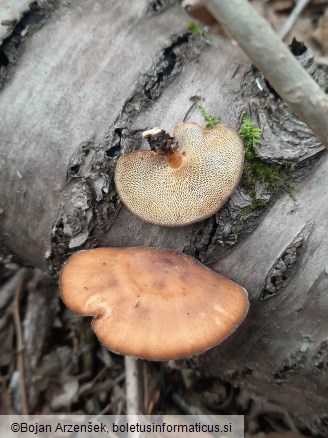 Polyporus brumalis