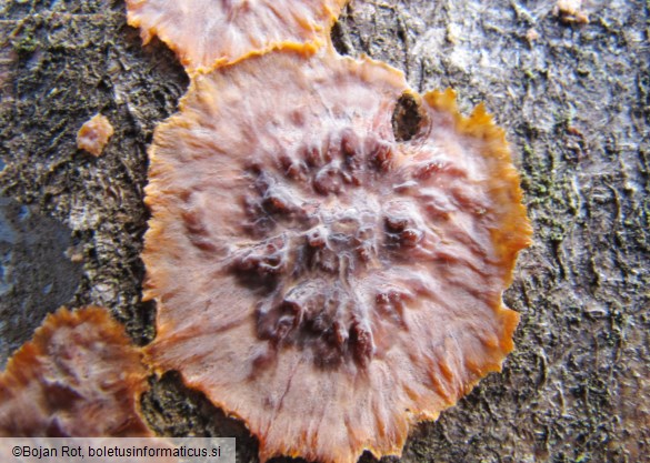 Phlebia radiata