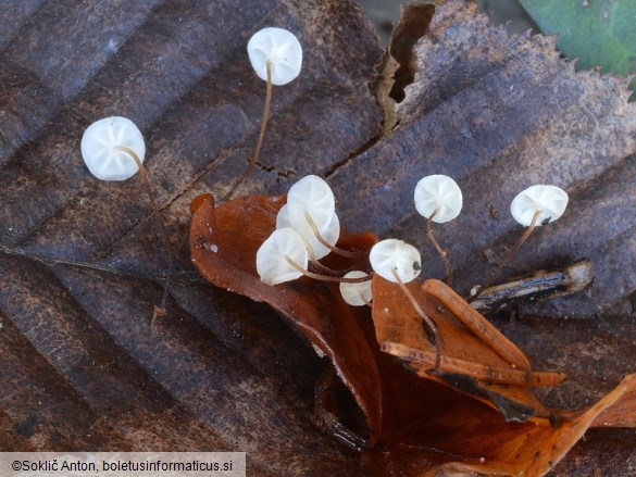 Marasmius epiphylloides