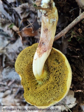 Xerocomus subtomentosus