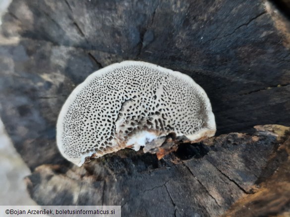 Trametes suaveolens