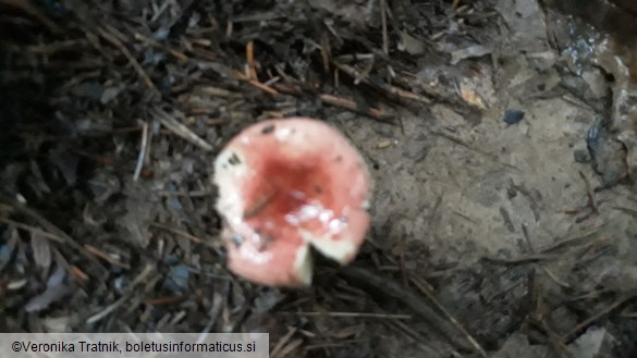 Russula minutula