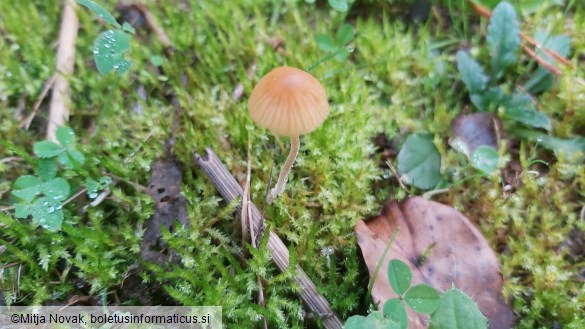 Galerina clavata