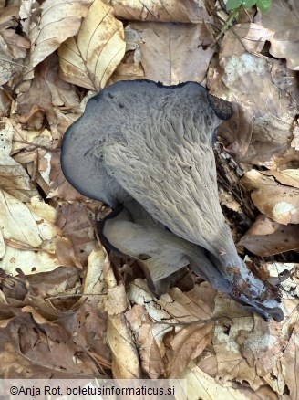 Craterellus cornucopioides