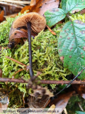 Macrocystidia cucumis