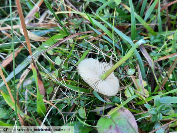 Entoloma incanum