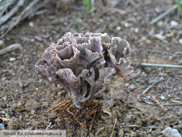 Thelephora anthocephala