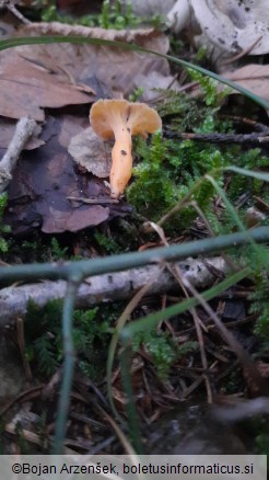 Craterellus lutescens